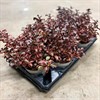 COPROSMA 12 CM RED RUBY 1X10